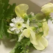 Mulberryの画像