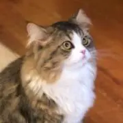 だいき