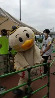アキの画像