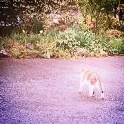 とこ（ゆうゆう↔らくらく変更あり）の画像