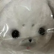 ふきのとう