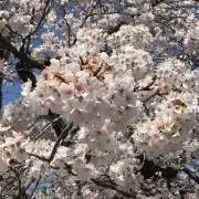 SSの画像
