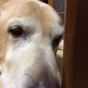 ケロの画像