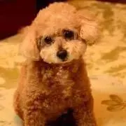 ちょこちゃんの画像