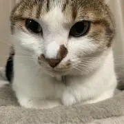 cat_3の画像