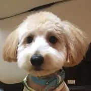 Maiperryの画像
