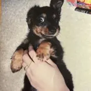 Ringoの画像