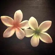 wanwanの画像