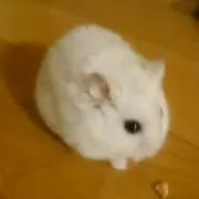 がっきーの画像