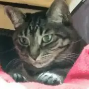 [即購入不可]イプニちゃんの画像