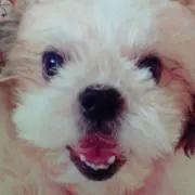 Alohaの画像