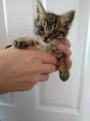 マーちゃんの画像