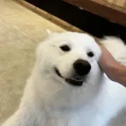 アレックスの画像
