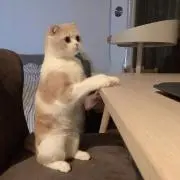 マツイロ