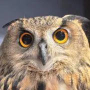 risaの画像