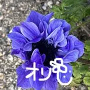 オリの画像