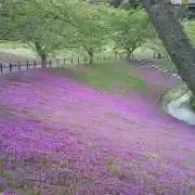 ぷりんごの画像