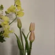 Pの画像