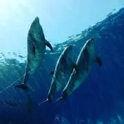 セスペの画像