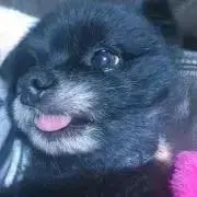 ぽち りん
