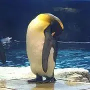 BPの画像
