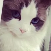 ねねこの画像