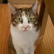 クー子