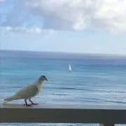 コウの画像