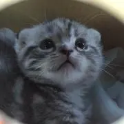 タムタムポコスケの画像