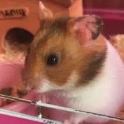 ハム