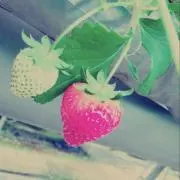 Haruの画像