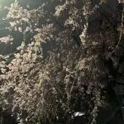 桜と夜【まとめ割引対応】の画像