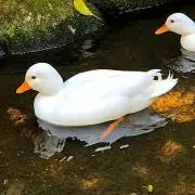 あひるの画像