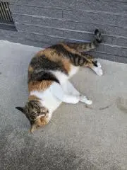 ポンタコ