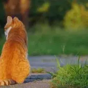 バイちゃん
