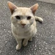 楠木煌の画像