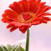 あんずの画像