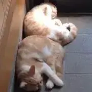 たかてぃーん