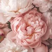 Sの画像