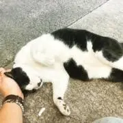 ハル