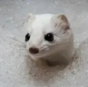 亀屋の画像