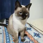 猫さんの画像