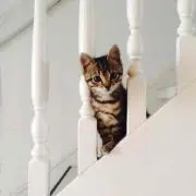 ぽぽ