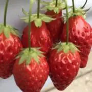 rinrinananの画像