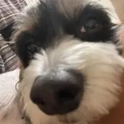 hana
