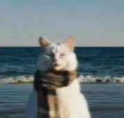 猫の画像
