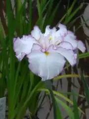 みく