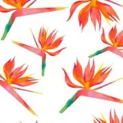 ナナ　自己紹介みてください！の画像