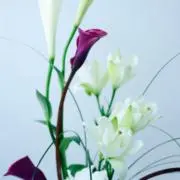 ママムの画像