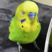 葉